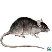 گونه موش سیاه Roof Rat